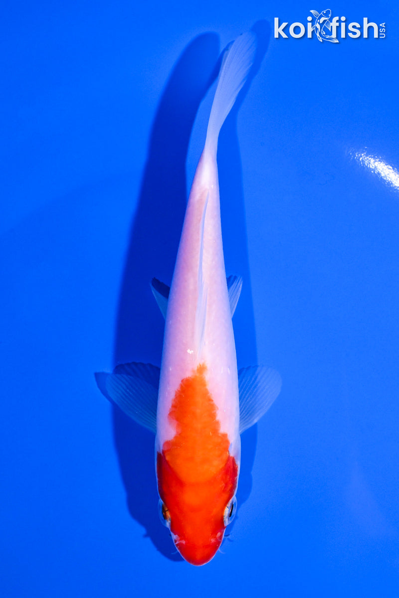 5.5" KOHAKU