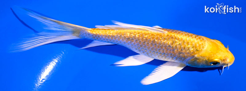 5.25" GINRIN YAMABUKI OGON BUTTERFLY