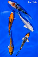 PACK OF (5) 4-4.5" STANDARD KOI