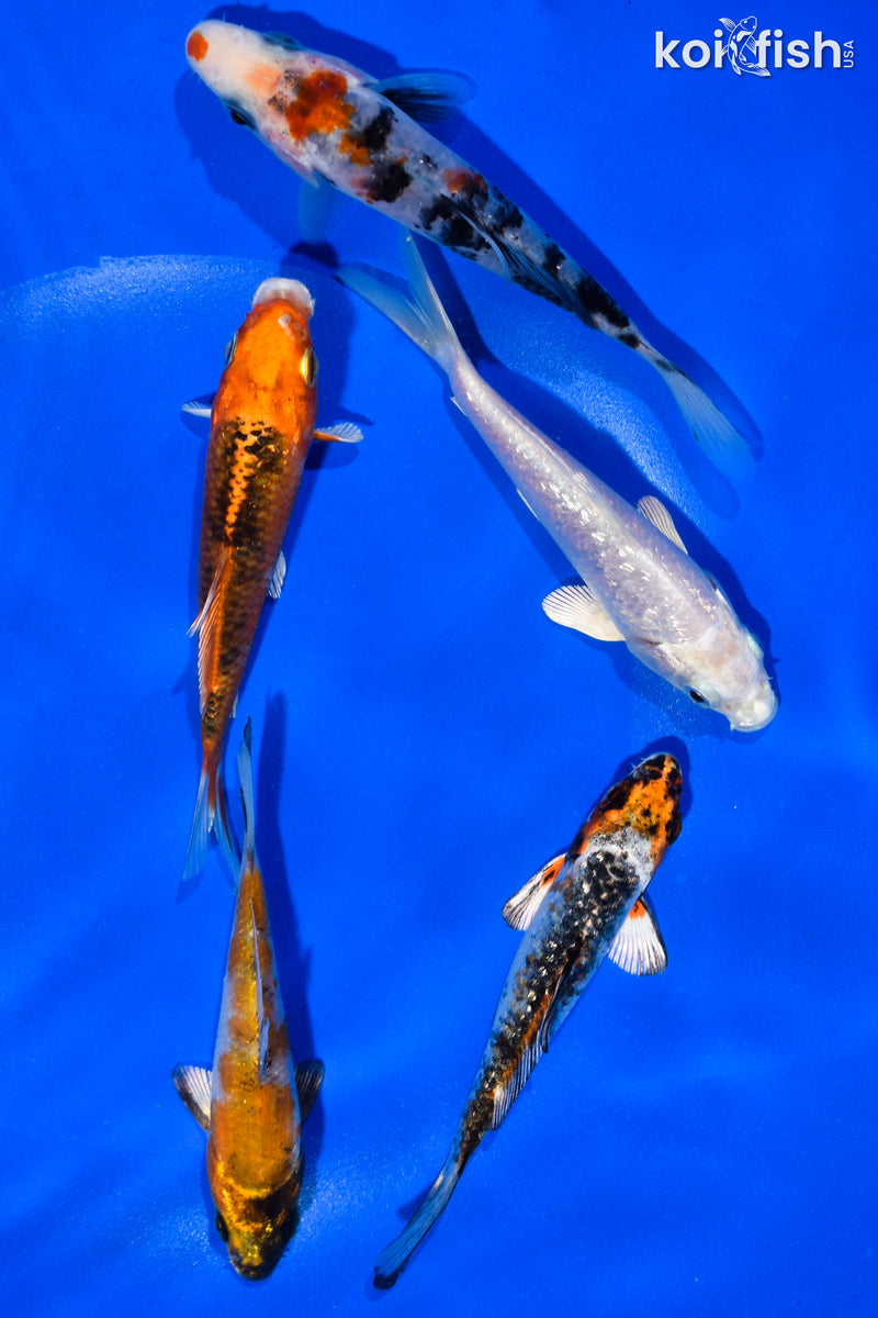 PACK OF (5) 4-4.5" STANDARD KOI