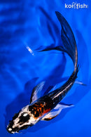 5.25" ARAGOKE BENI KIKOKURYU BUTTERFLY