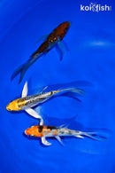 PACK OF (3) 4.5-5" BUTTERFLY KOI