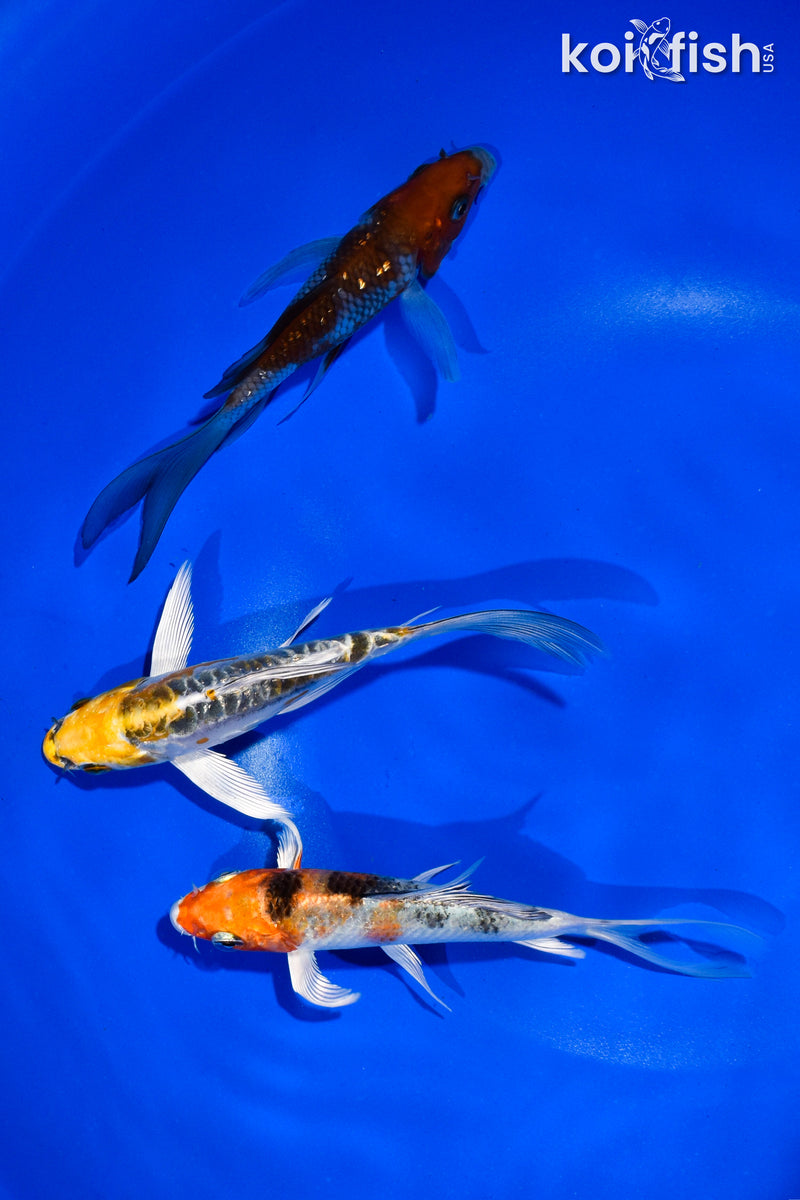 PACK OF (3) 4.5-5" BUTTERFLY KOI