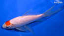 7.5" TANCHO SARASA COMET GOLDFISH