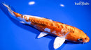 9.75" HEISEI NISHIKI