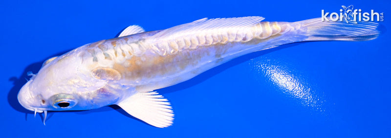 4.75" DOITSU LEMON HARIWAKE