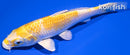 6" LEMON HARIWAKE