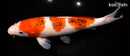 12.75" GOROMO