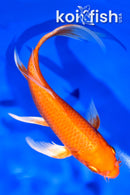 7" ORENJI OGON BUTTERFLY