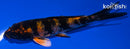 4.5" KIN HI UTSURI