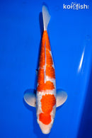 14.75" GINRIN KOHAKU