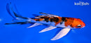 6" YAMATO NISHIKI BUTTERFLY