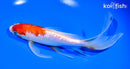 8" GINRIN KOHAKU BUTTERFLY