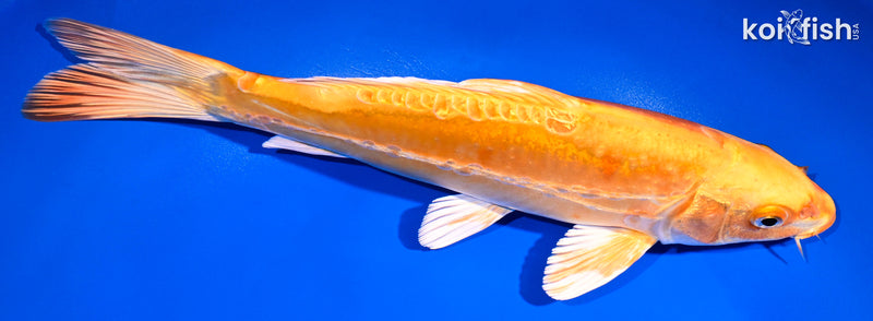 10.75" GINRIN DOITSU ORENJI OGON