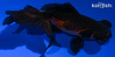 4.5" TELESCOPE GOLDFISH