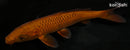 7" CHAGOI
