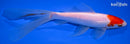 7.75" TANCHO SARASA COMET GOLDFISH