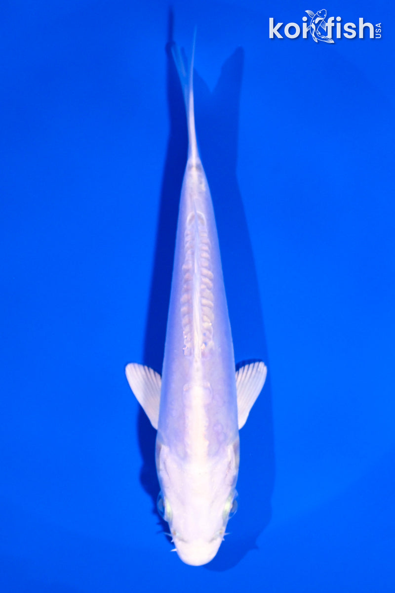 5.5" DOITSU PLATINUM OGON