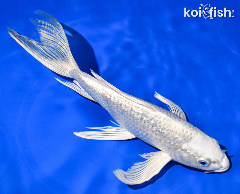 9" GINRIN PLATINUM OGON BUTTERFLY