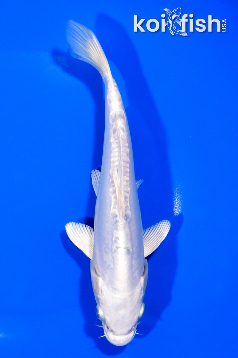 7.25" DOITSU PLATINUM OGON