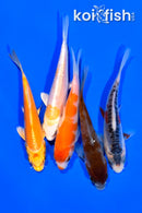 PACK OF (5) 4.25 - 4.5" STANDARD KOI