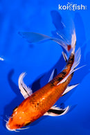 6" YAMATO NISHIKI BUTTERFLY