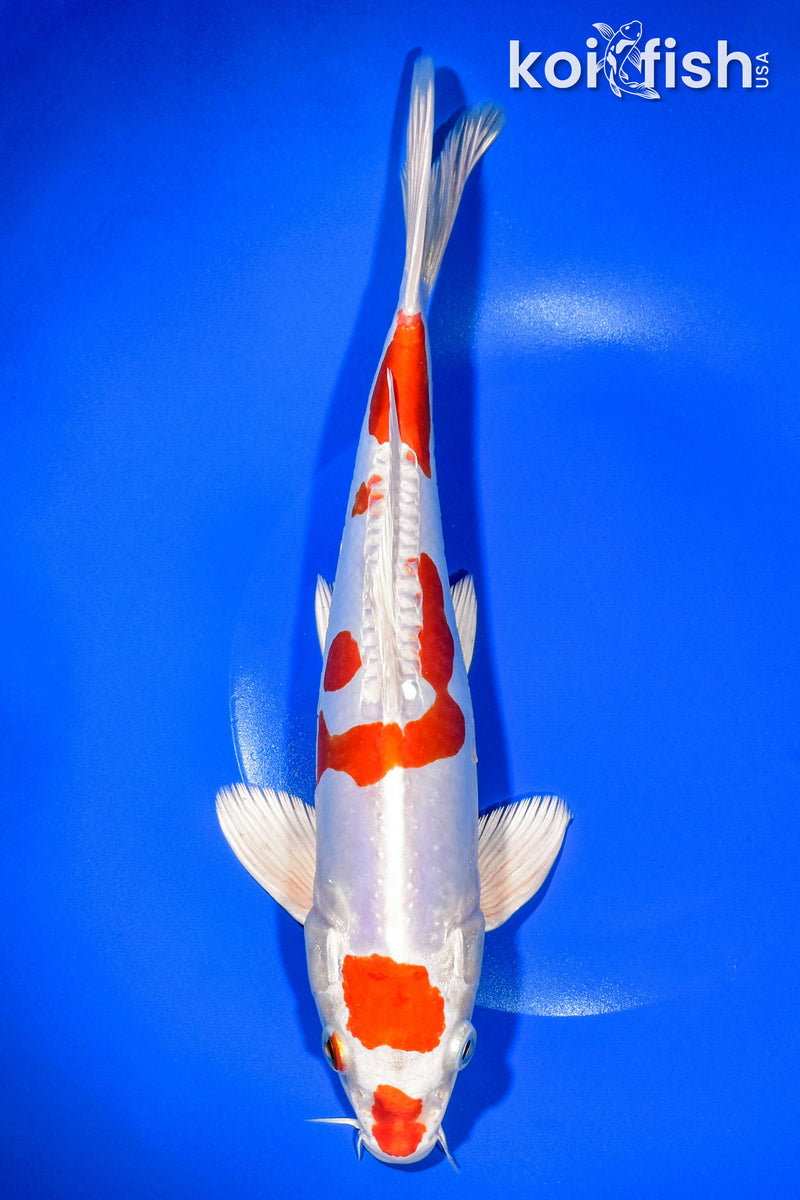 10.75" KIKUSUI