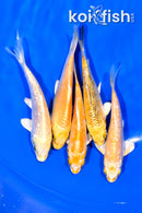 PACK OF (5) 3.75-4" STANDARD KOI