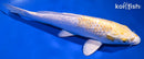 9.75" GINRIN LEMON HARIWAKE