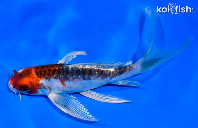 6" BENI KIKOKURYU BUTTERFLY