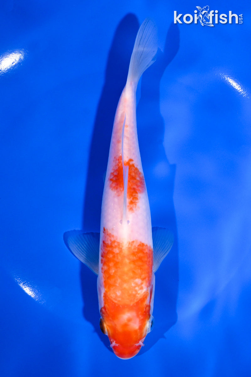 7.25" KOHAKU