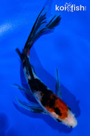 5.5" SANKE BUTTERFLY