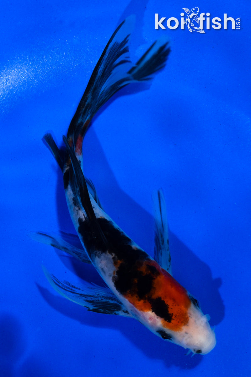 5.5" SANKE BUTTERFLY