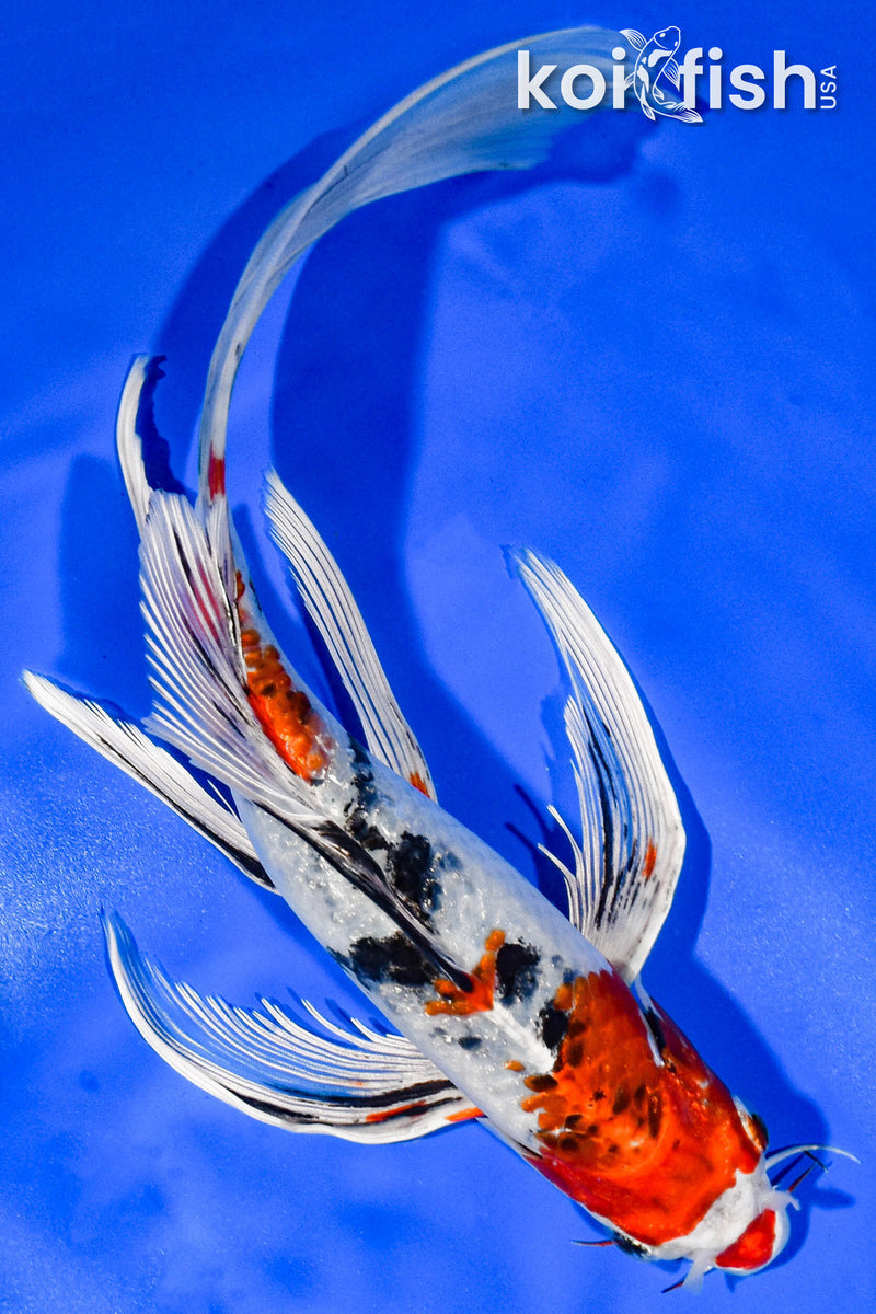 9.5" YAMATO NISHIKI BUTTERFLY