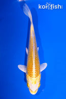 4.5" YAMABUKI OGON