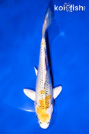 5.5" KUJAKU
