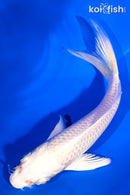 5.25" PLATINUM OGON BUTTERFLY