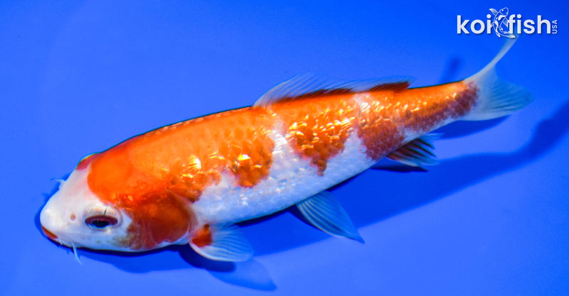 6" GINRIN KOHAKU