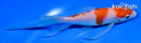 5.5" KOHAKU BUTTERFLY