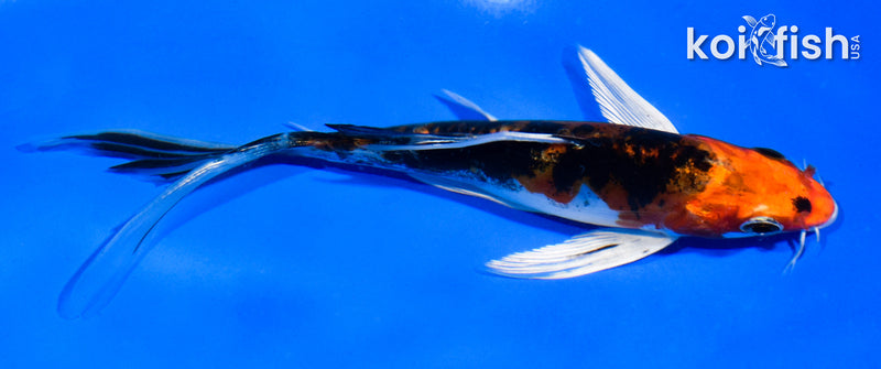 5.5" HEISEI NISHIKI BUTTERFLY