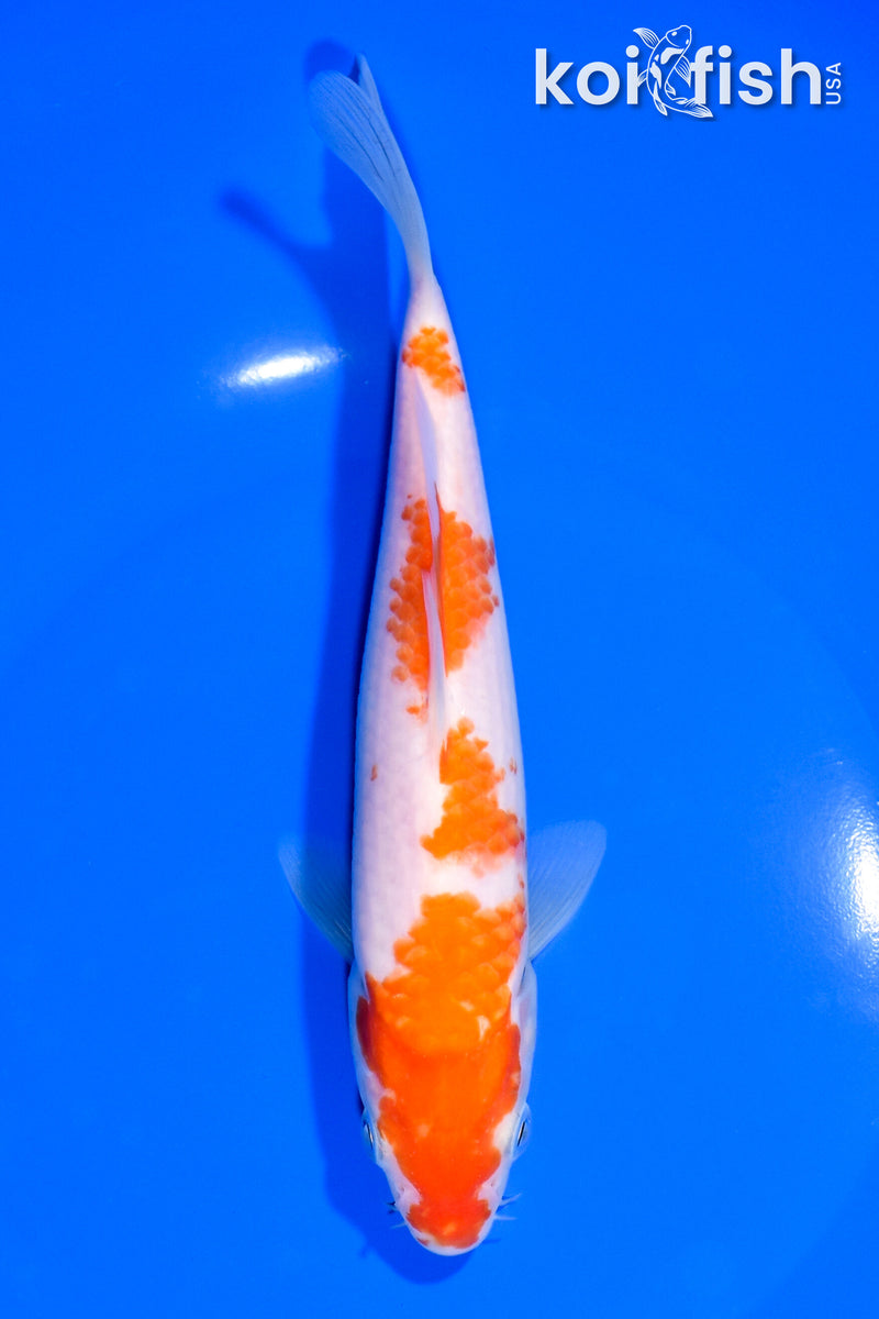 7.5" KOHAKU