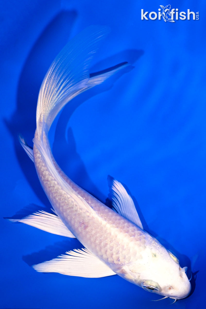 5.75" PLATINUM OGON BUTTERFLY