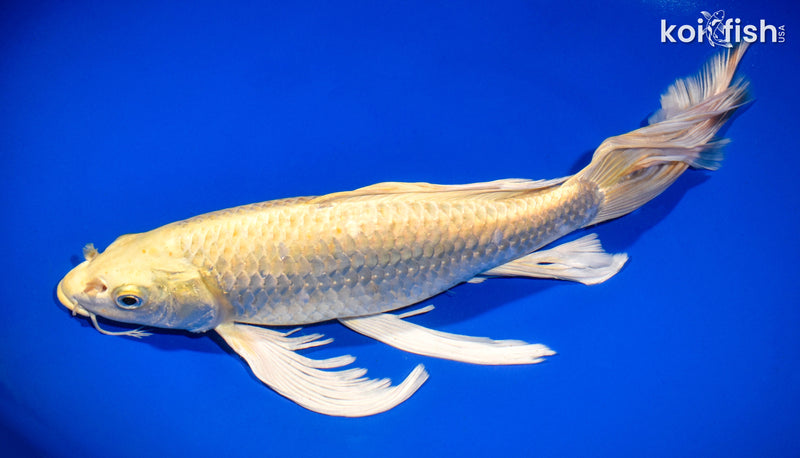 14.25" YAMABUKI OGON BUTTERFLY