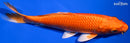 8" ORENJI OGON