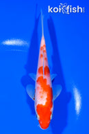 6" KOHAKU