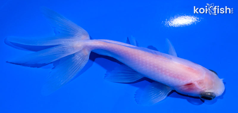 4.5" WATONAI GOLDFISH