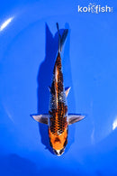 5.5" GINGA