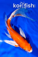 6.75" HARIWAKE BUTTERFLY