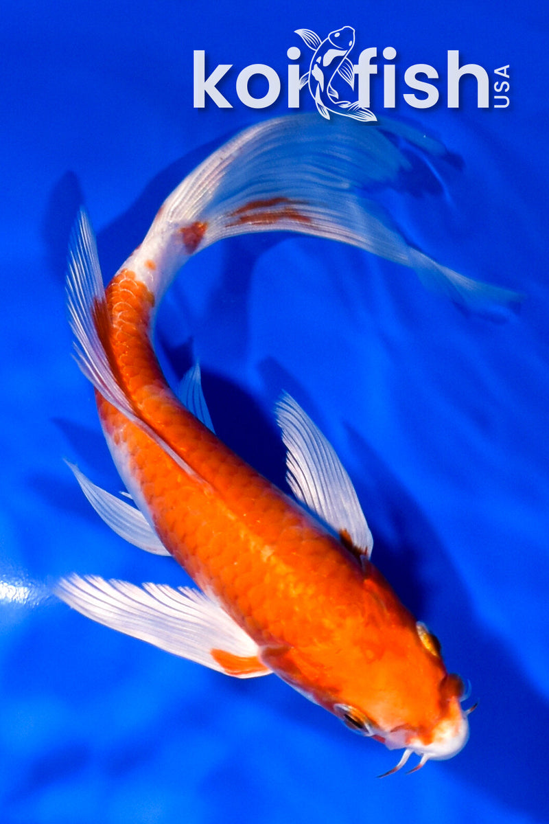 6.75" HARIWAKE BUTTERFLY