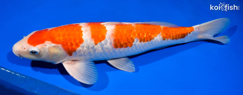 14.75" GINRIN KOHAKU